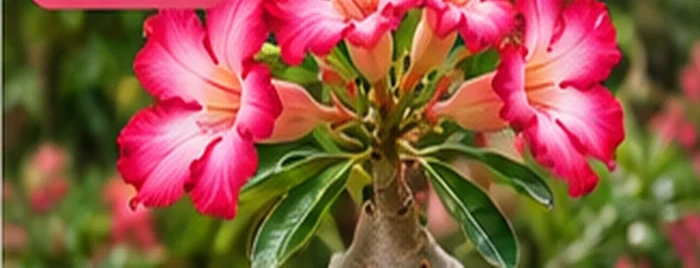 Imagem ilustrativa do tema FLORAÇÃO