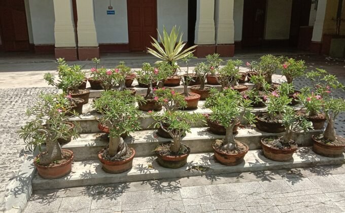 Como podar rosa do deserto