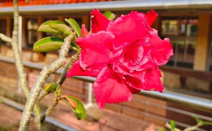 Flor real vermelha de rosa do deserto Adenium obesum