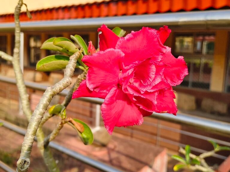 Flor real vermelha de rosa do deserto Adenium obesum