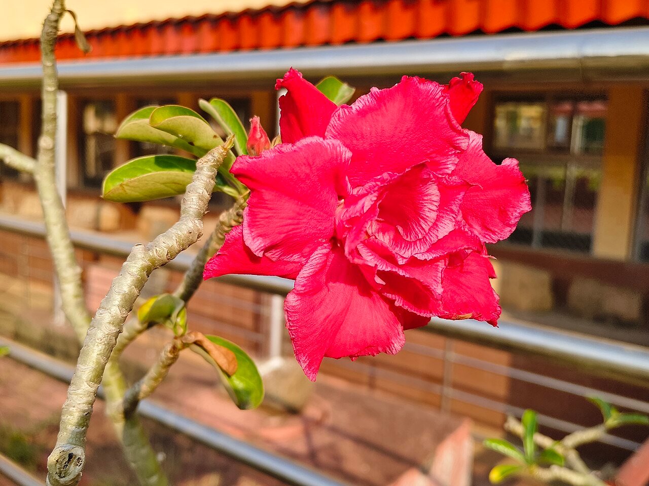 Flor real vermelha de rosa do deserto Adenium obesum