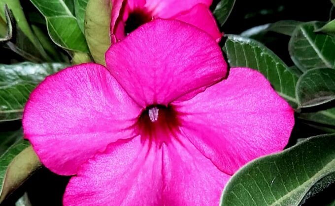 Flor de Adenium obesum rosa intensa com folhas verdes