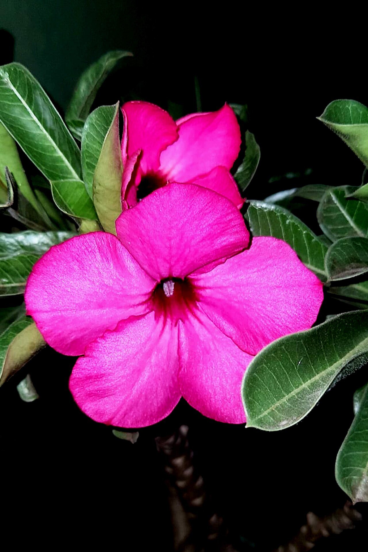 Flor de Adenium obesum rosa intensa com folhas verdes
