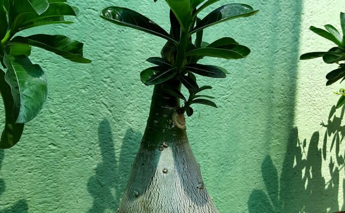 Rosa do deserto adulta em vaso, com caudex, folhas verdes e substrato visível.