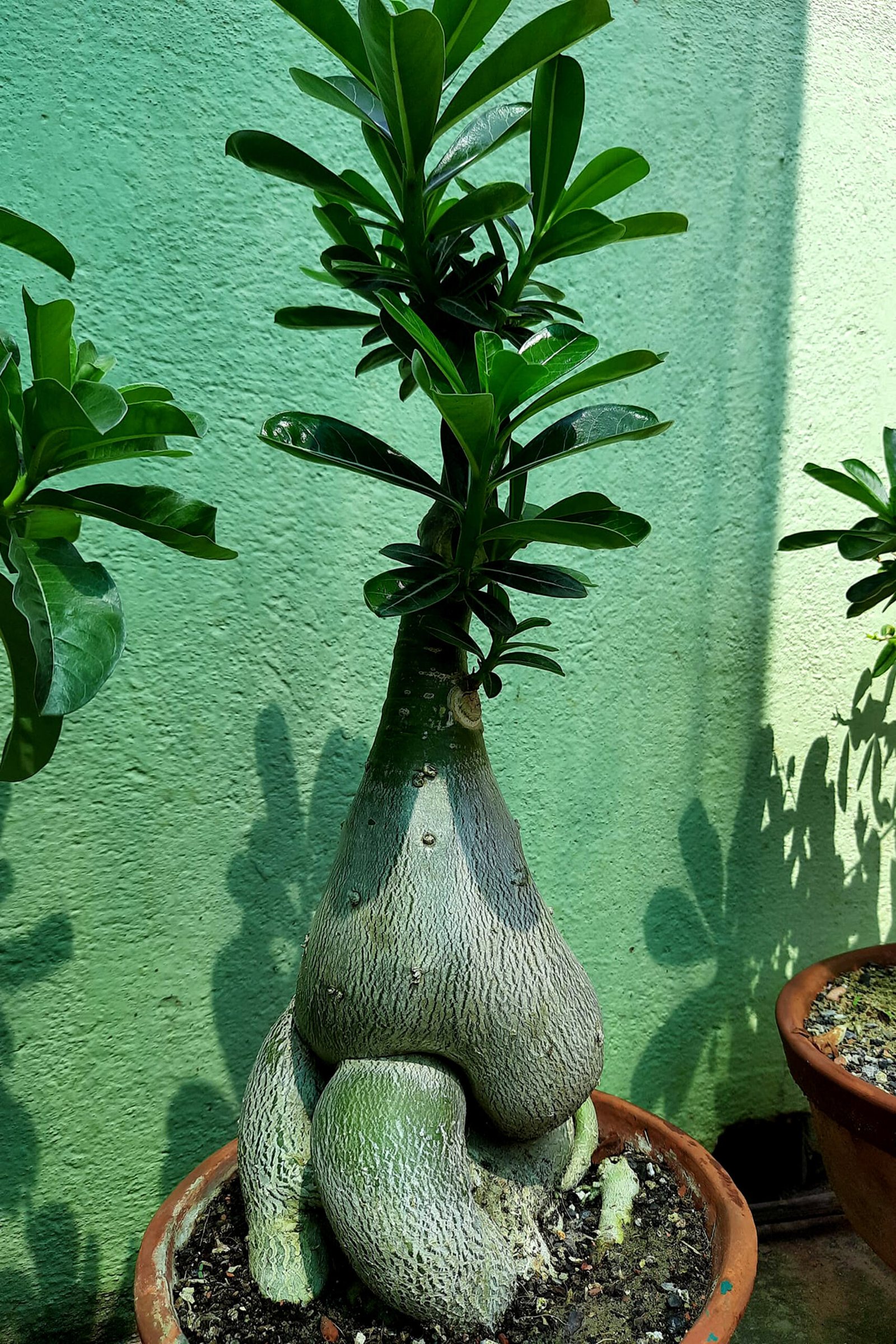 Rosa do deserto adulta em vaso, com caudex, folhas verdes e substrato visível.