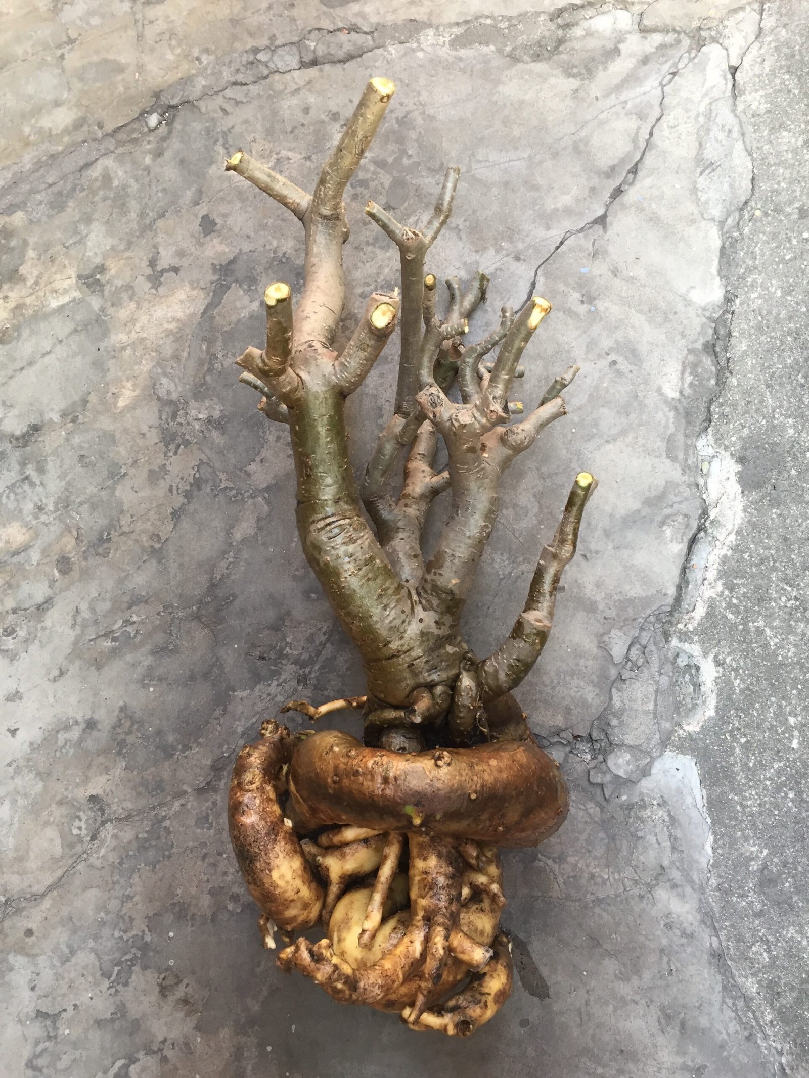 Rosa do deserto fora do vaso, com caudex e raízes expostas após uma poda.