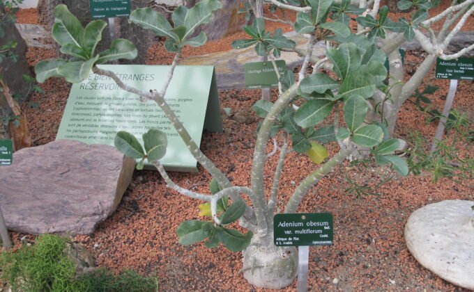 Adenium obesum com folhas, sem flores visíveis, fotografado em jardim botânico.