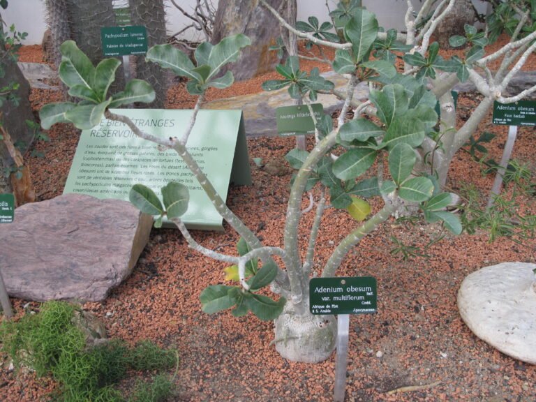 Adenium obesum com folhas, sem flores visíveis, fotografado em jardim botânico.